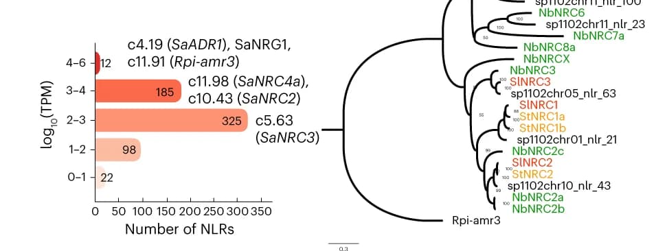 Open access visualization of Bar Plot, Network, TPM values, NLR genes, R genes