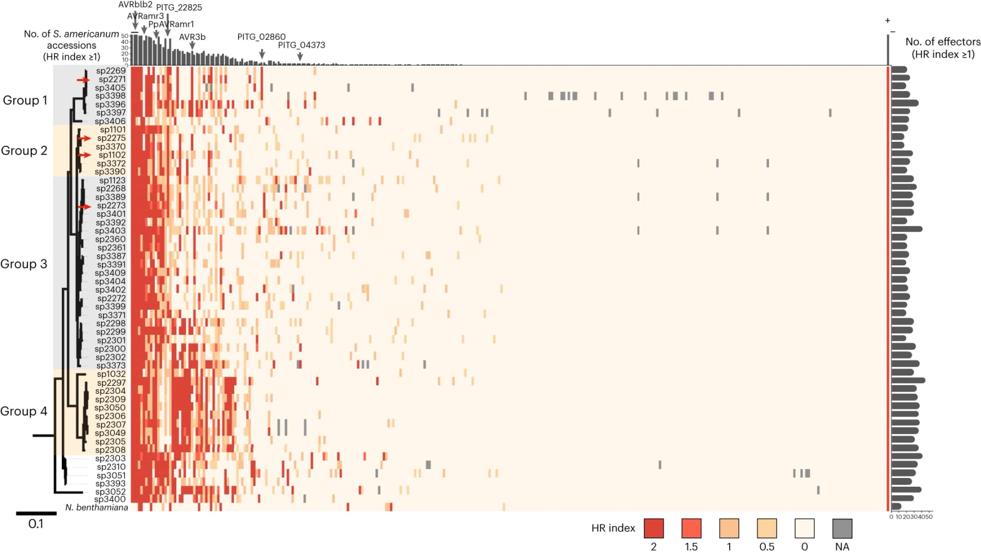 Open access visualization of Heatmap, Bar Plot, RXLR Effectors, S. americanum Accessions, HR Index