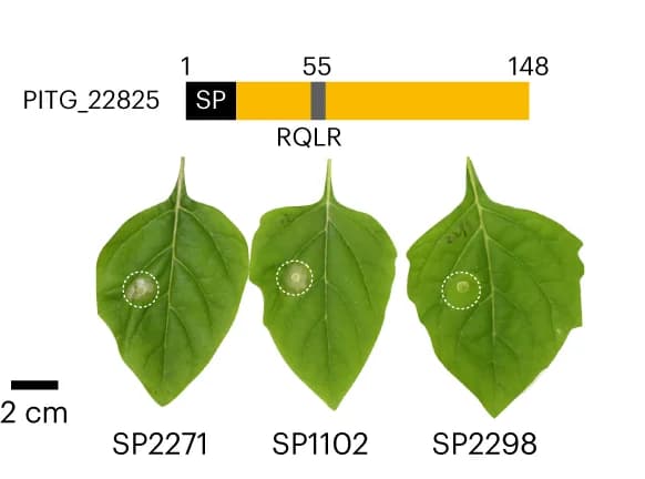 Open access visualization of Microscopy, Photo, RXLR Effector, Cell Death, S. americanum