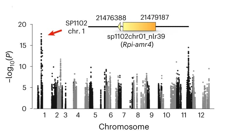 Open access visualization of Manhattan Plot, GWAS, SNPs, NLR Singleton