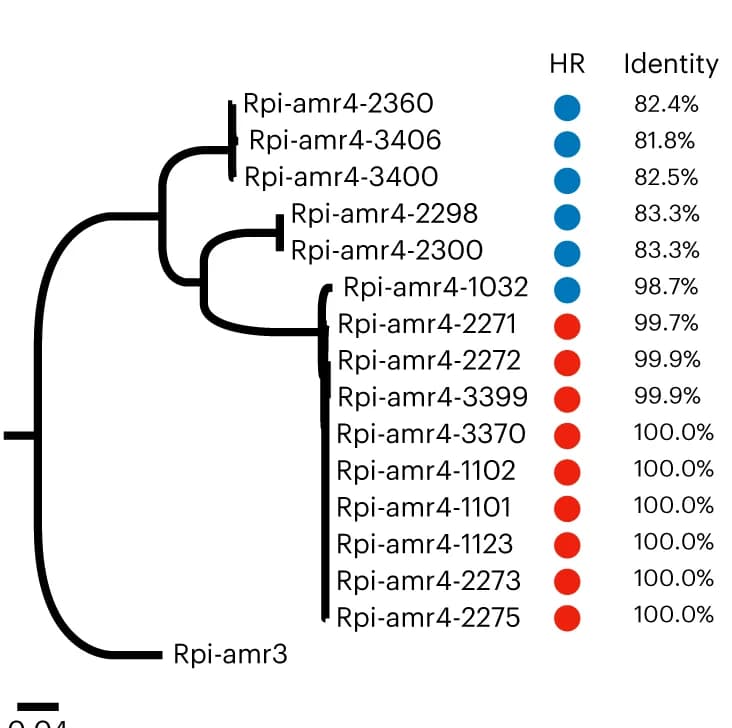 Open access visualization of Network, Phylogeny, Rpi-amr4 Homologs, S. americanum, PITG_22825
