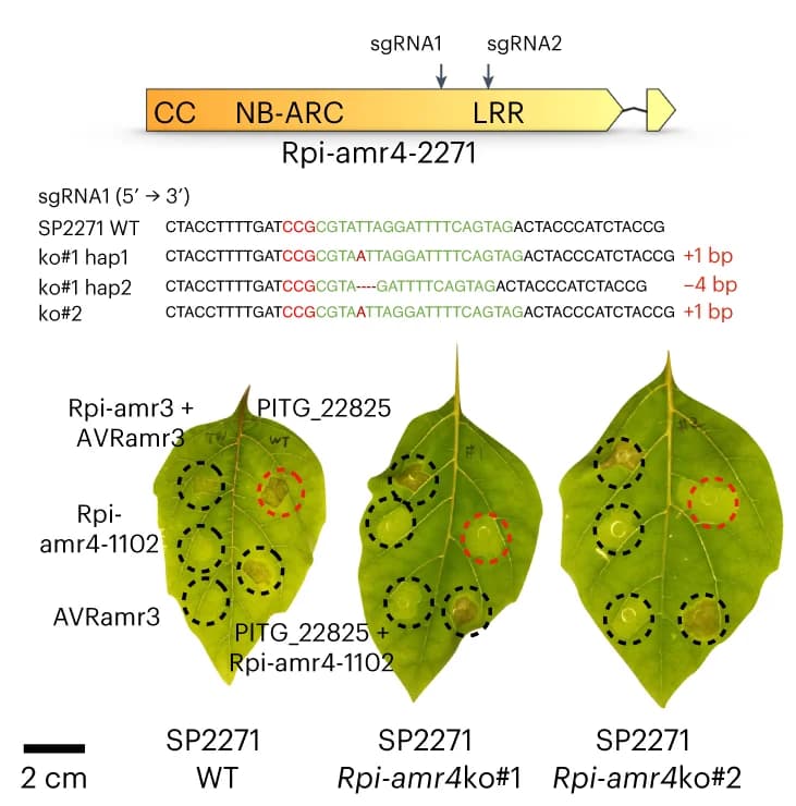 Open access visualization of Photo, Gel, Rpi-amr4 Knockout, PITG_22825, sgRNAs