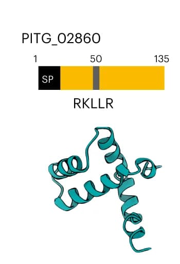 Open access visualization of Protein Structure, RXLR Effector, P. infestans, Illustration, Predicted Structure