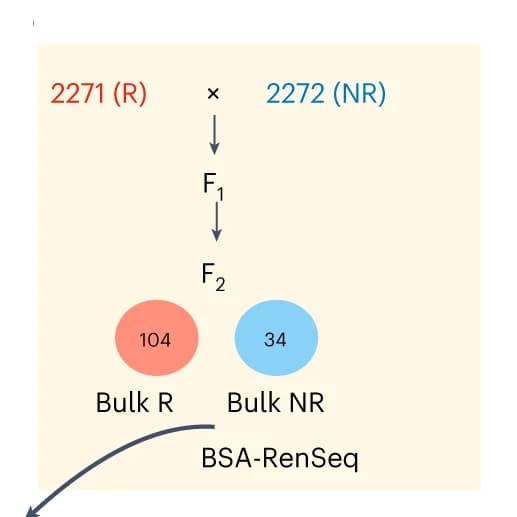 Open access visualization of Workflow, Flowchart, F2 Population, Cross, SP2271