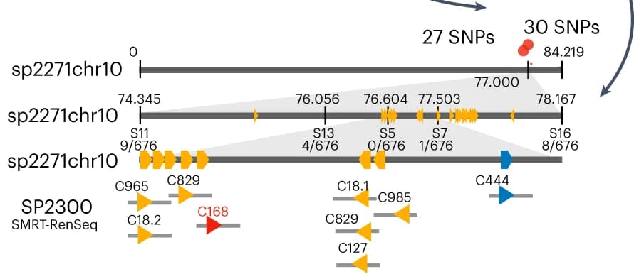 Open access visualization of Workflow, Illustration, SNPs, Chromosome 10, SP2271