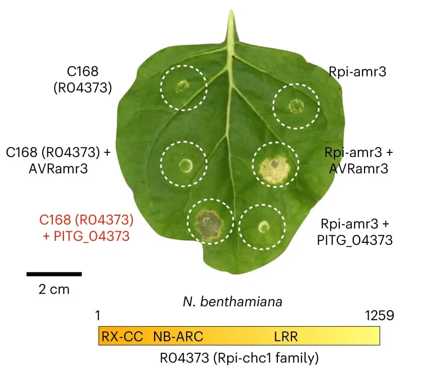Open access visualization of Photo, HR Assay, PITG_04373 Receptor, Candidate Genes, N. benthamiana