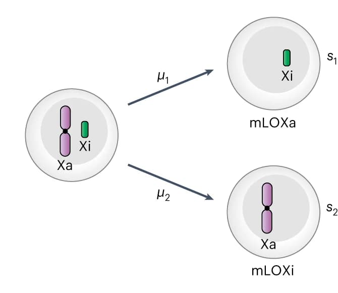 Open access visualization of Workflow, Flowchart, Illustration, mLOX Events, Active X