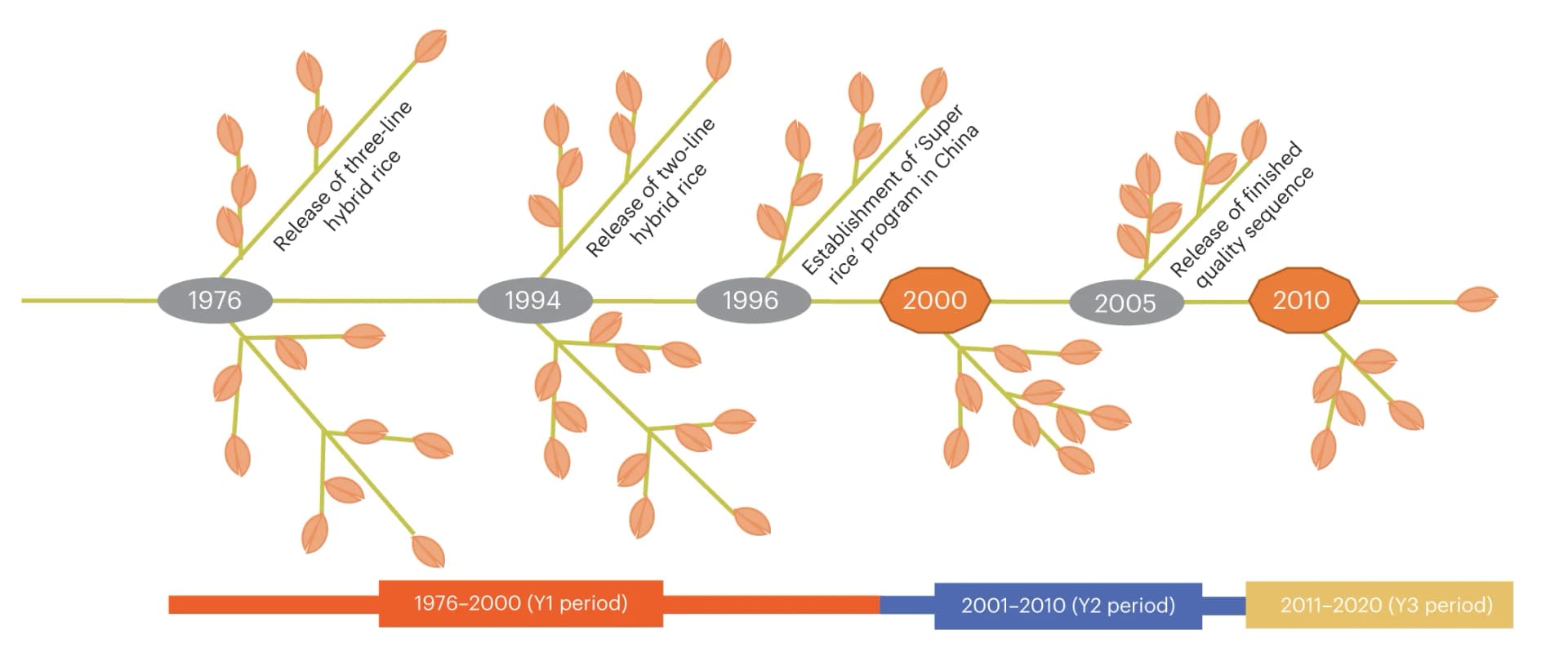 Open access visualization of Workflow, Flowchart, Hybrid Rice Breeding, Breeding Periods