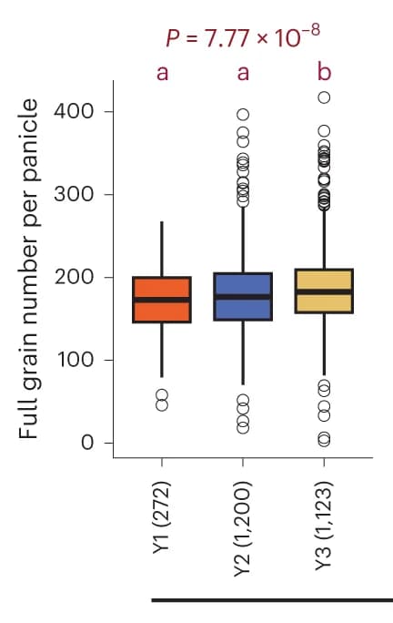 Open access visualization of Box Plot, Phenotype Distribution, Hybrids, Breeding Periods, Grain Number per Panicle