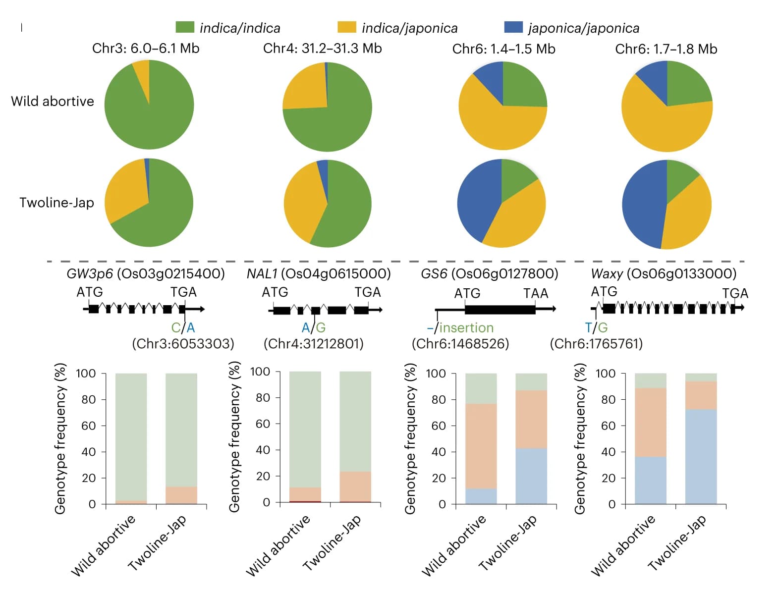 Open access visualization of Pie Chart, Bar Plot, Stacked Bar Plot, Candidate Genes, Japonica Introgression