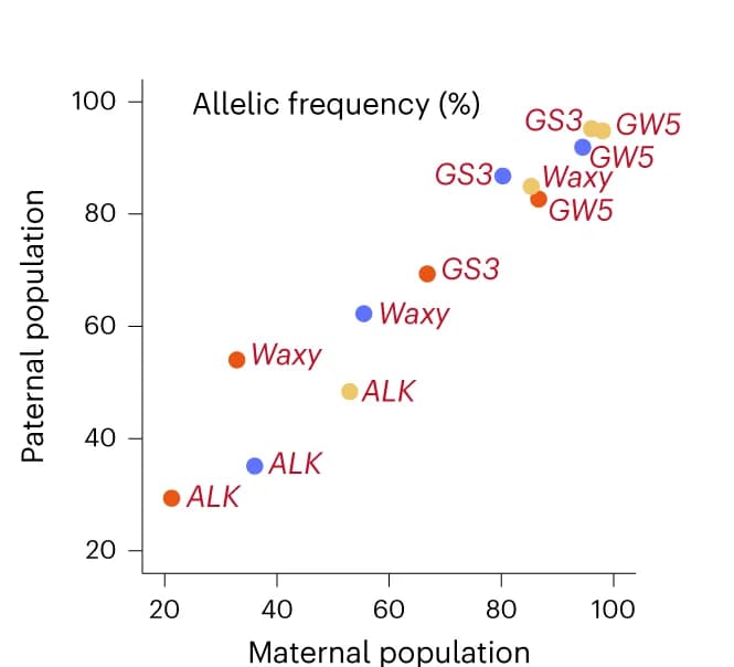 Open access visualization of Scatter Plot, Genotypic frequencies, Grain quality-related loci, Maternal populations, Paternal populations