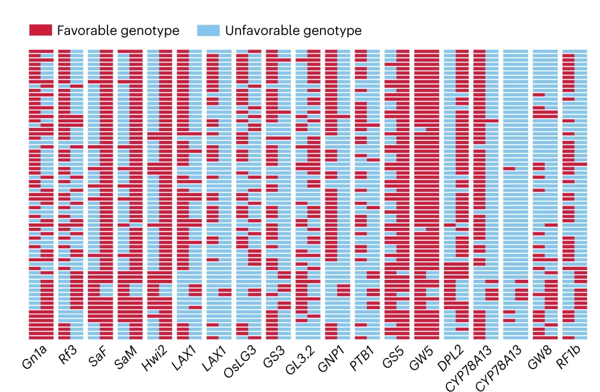 Open access visualization of Stacked Bar Plot, Genotypes, QTNs, Genes, Hybrids