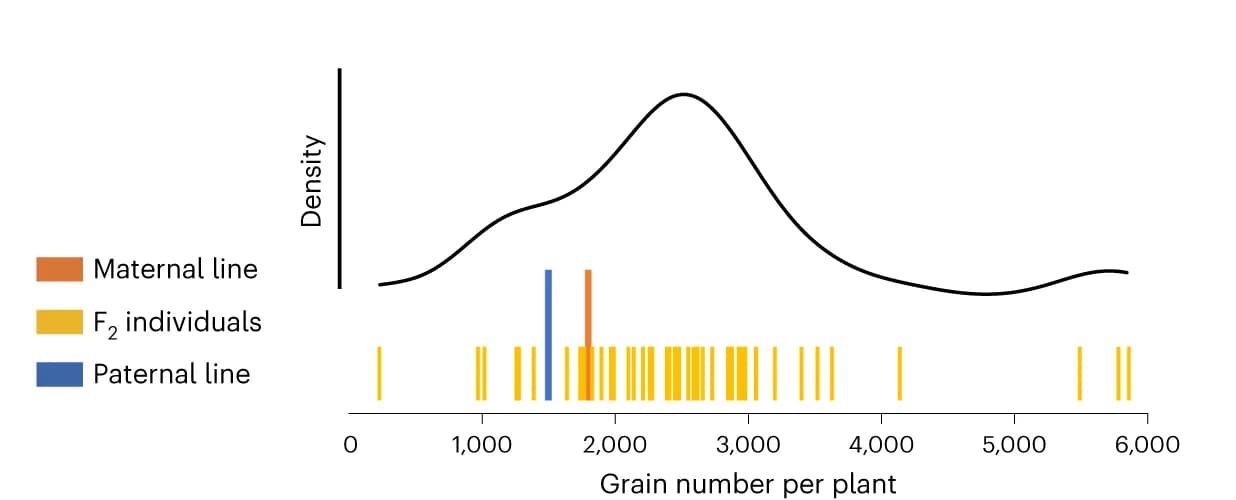 Open access visualization of Line Plot, Density Plot, Bar Plot, Grain number, F2 individuals