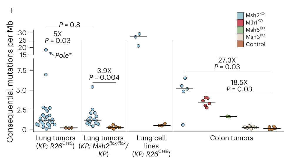 Open access visualization of Scatter Plot, Lentiviral Constructs, Mouse Strains, MMRd Lung Tumors, WES
