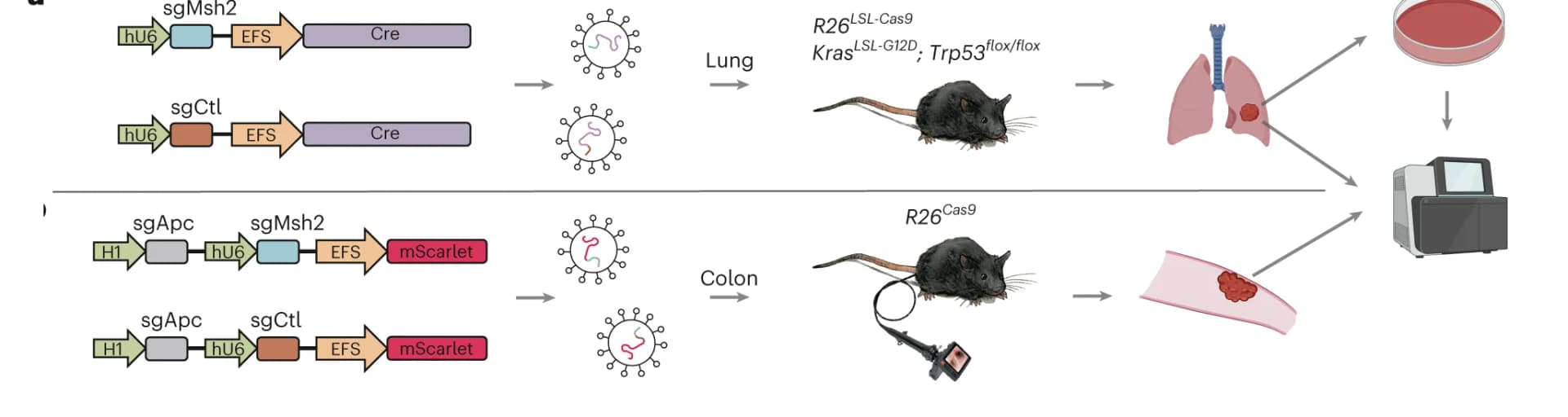 Open access visualization of Workflow, Flowchart, Lentiviral Constructs, Mouse Strains, MMRd Colon Tumors