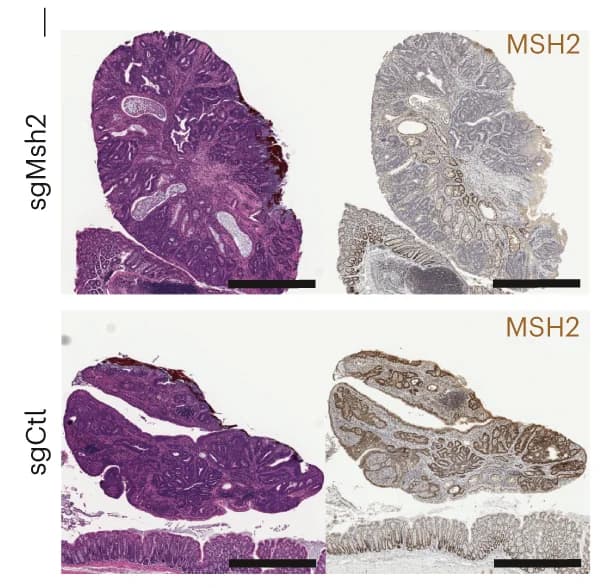 Open access visualization of Microscopy, H&E Staining, MSH2 IHC, sgMsh2 Targeted Colon Tumors, sgCtl Targeted Colon Tumors