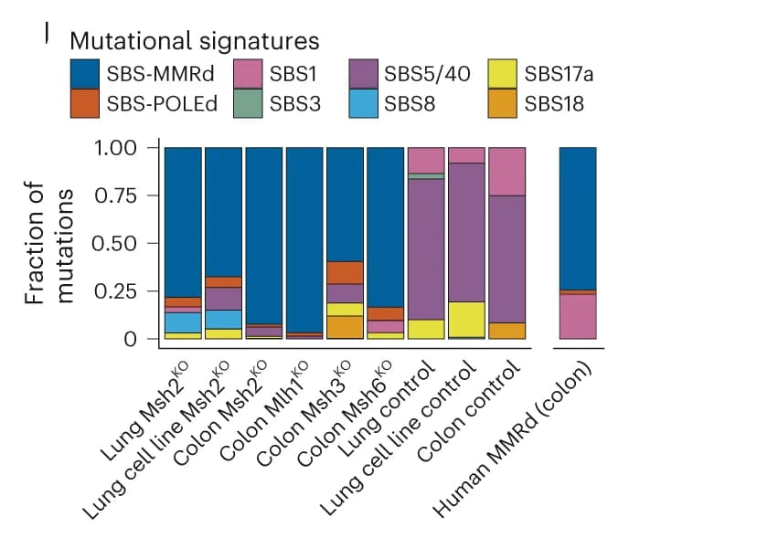 Open access visualization of Stacked Bar Plot, COSMIC Mutational Signature Analysis, Human MMRd Colon, Mouse MMRd Colon Tumors, Mouse MMRd Lung Tumors