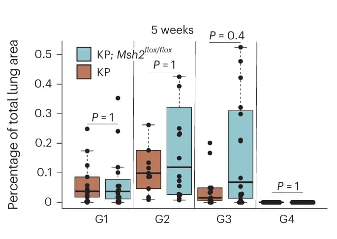 Open access visualization of Box Plot, Scatter Plot, Lung Area, Tumors, KP Model