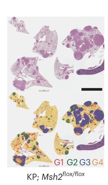 Open access visualization of Microscopy, H&E Staining, CNN, Tumor Bearing Lungs, KPM Animals