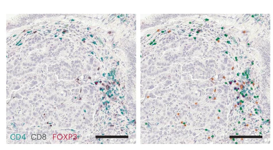 Open access visualization of Microscopy, IHC Staining, Aiforia CNN, T Cell Subsets, KPM Animals