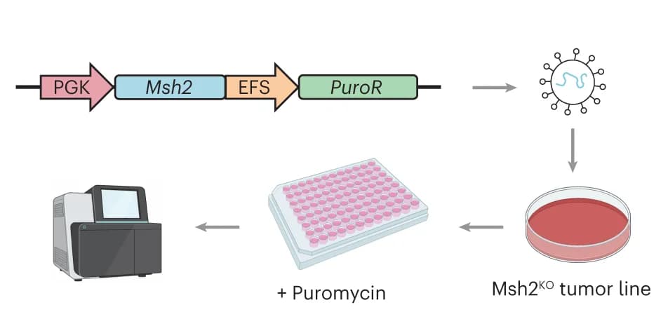 Open access visualization of Workflow, Single-Cell Cloning, Msh2