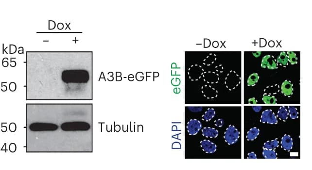 Open access visualization of Gel, Microscopy, Immunoblot, IF Microscopy, MCF10A-TREx-A3B-eGFP Cells