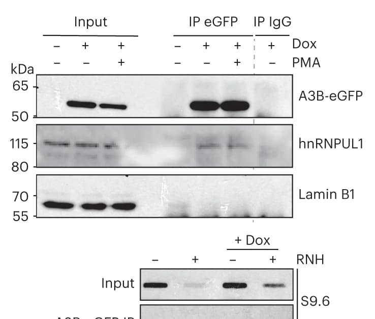 Open access visualization of Gel, Immunoblots, Proteins, A3B-eGFP, IgG IP