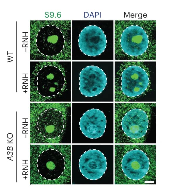 Open access visualization of Microscopy, IF Images, MCF10A WT Cells, A3B KO Cells, S9.6