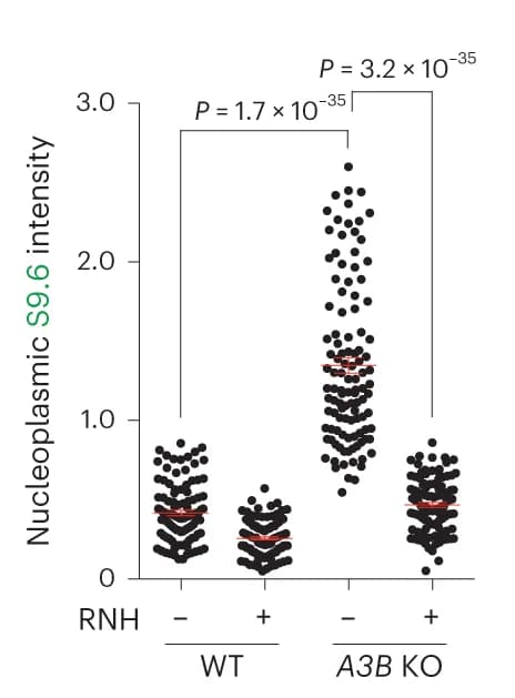 Open access visualization of Scatter Plot, Quantification, MCF10A WT Cells, A3B KO Cells, S9.6