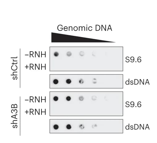 Open access visualization of Gel, S9.6 Dot-Blot Analysis, U2OS shCtrl Cells, shA3B Cells, Genomic DNA