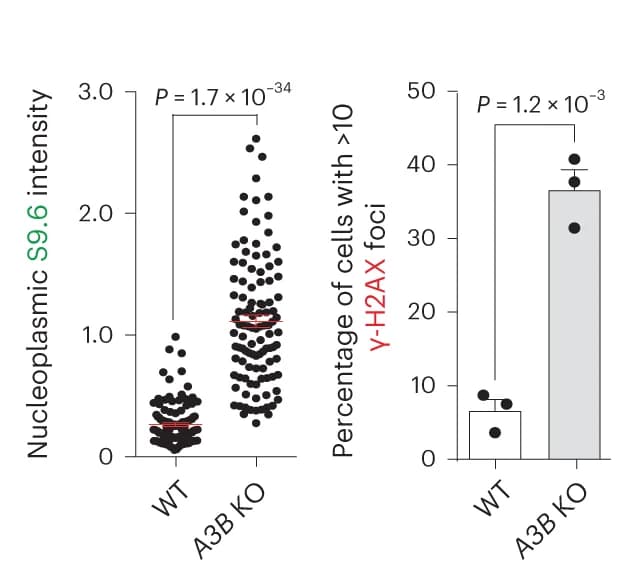 Open access visualization of Bar Plot, Scatter Plot, Error Bars, Quantification, MCF10A WT Cells