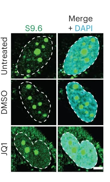 Open access visualization of Microscopy, IF Images, U2OS Cells, S9.6 Antibody, JQ1