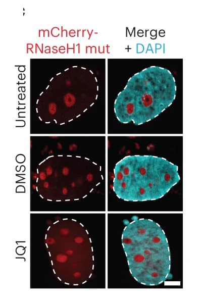 Open access visualization of Microscopy, IF Images, U2OS Cells, mCherry-RNaseH1 Mutant, JQ1