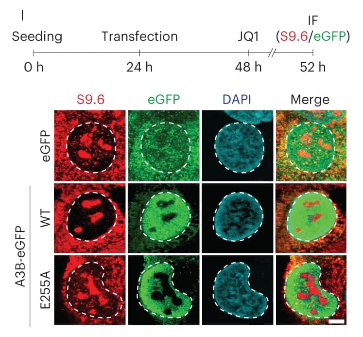 Open access visualization of Microscopy, IF Images, U2OS Cells, eGFP Construct, S9.6