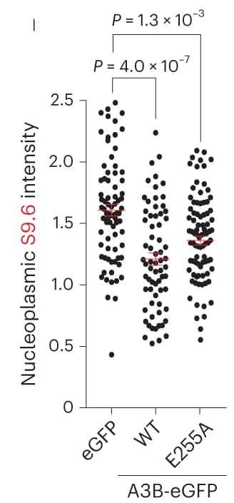Open access visualization of Scatter Plot, Error Bars, Quantification, U2OS Cells, eGFP Construct