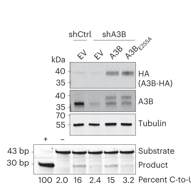 Open access visualization of Gel, Immunoblots, U2OS Cells, shCtrl, shA3B