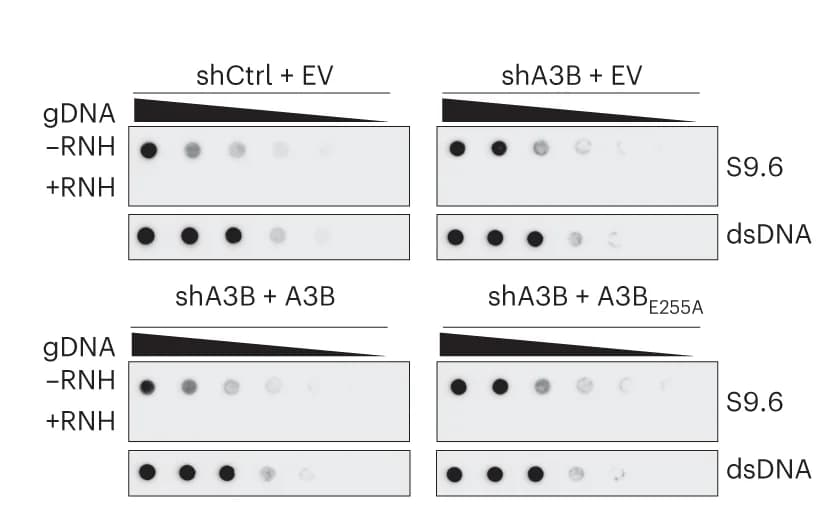 Open access visualization of Gel, Dot-Blot Analysis, U2OS Cells, shCtrl, shA3B