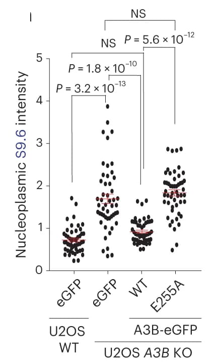 Open access visualization of Scatter Plot, Error Bars, Quantification, U2OS Cells, WT