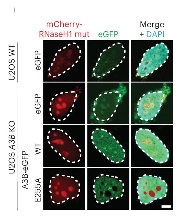 Open access visualization of Microscopy, IF Images, U2OS Cells, WT, A3B KO