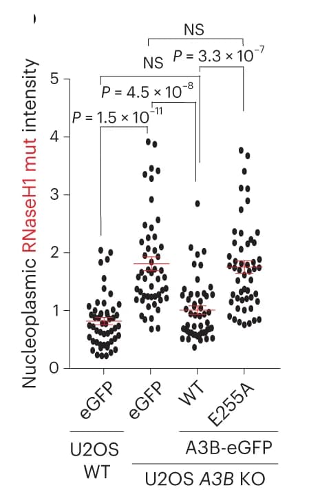 Open access visualization of Scatter Plot, Error Bars, Quantification, U2OS Cells, WT