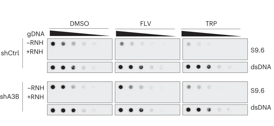 Open access visualization of Gel, S9.6 Dot-Blot Analysis, Genomic DNA, U2OS shCtrl Cells, U2OS shA3B Cells