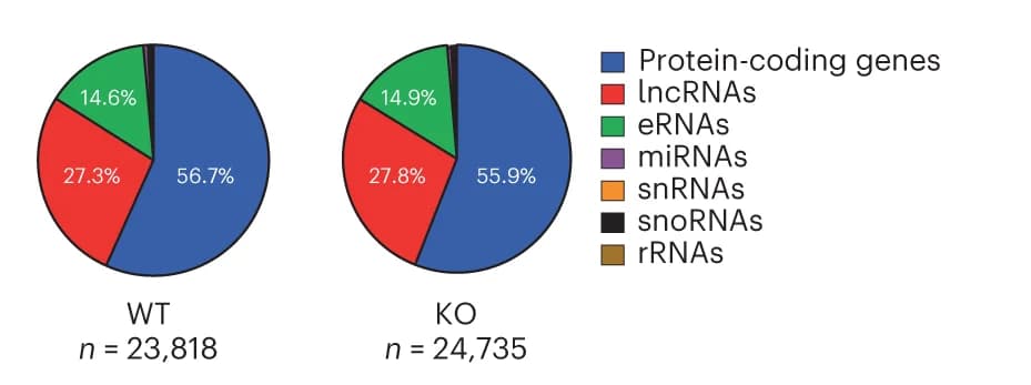 Open access visualization of Pie Chart, R-loop, MCF10A WT, A3B KO, Cells