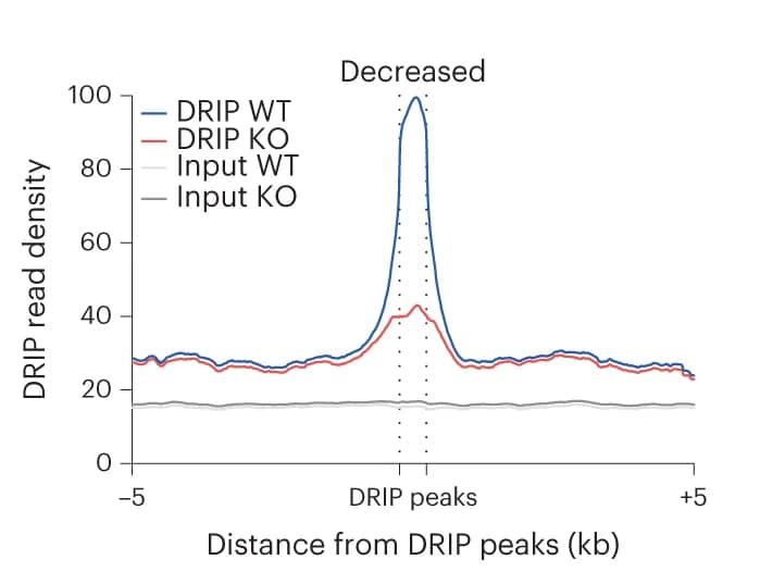 Open access visualization of Line Plot, Read Density, DRIP-seq, WT, A3B KO