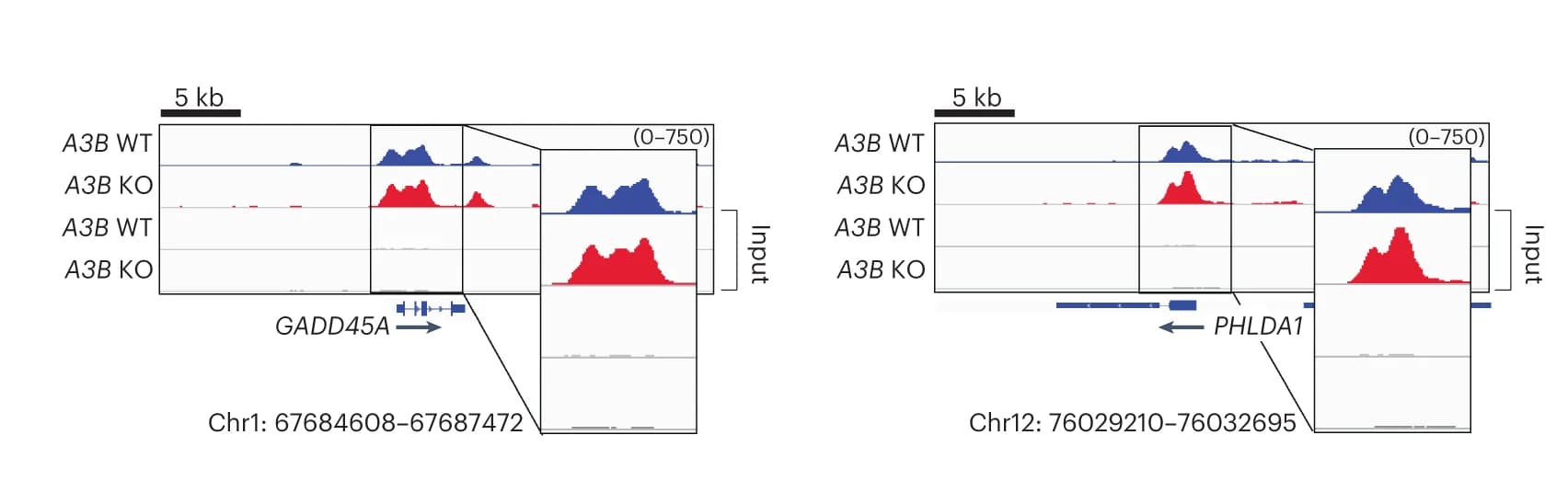 Open access visualization of Line Plot, Density Plot, DRIP-seq, Genes, WT