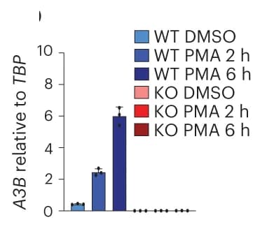 Open access visualization of Bar Plot, Error Bars, RT-qPCR, A3B mRNA, MCF10A WT cells