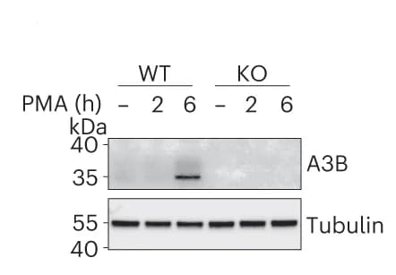 Open access visualization of Gel, Immunoblots, MCF10A WT cells, MCF10A KO cells, PMA