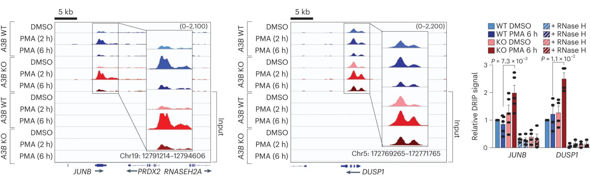 Open access visualization of Line Plot, Bar Plot, Error Bars, DRIP-seq profiles, PMA-responsive genes