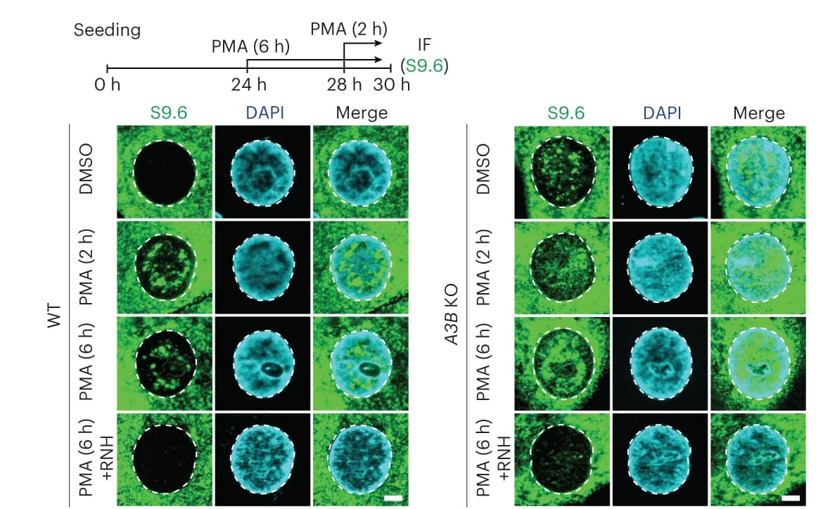Open access visualization of Microscopy, IF Images, MCF10A WT Cells, A3B KO Cells, PMA