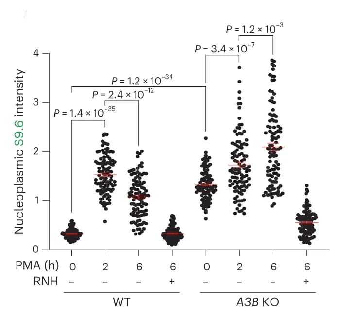 Open access visualization of Scatter Plot, IF Images, MCF10A WT Cells, A3B KO Cells, PMA