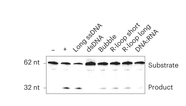 Open access visualization of Gel, Substrates, Deamination, A3B, ssDNA